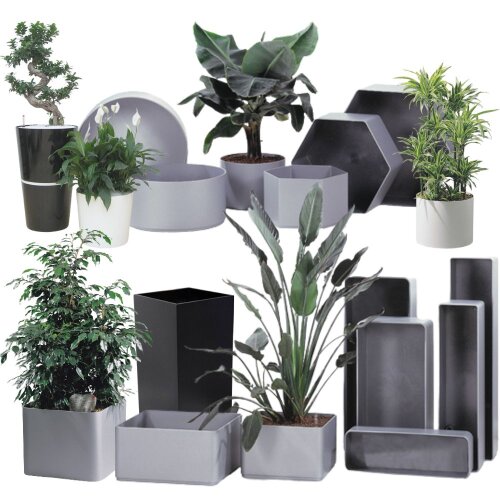 compo kaufen Compo Orchideen Schädlings-frei AF lokal kaufen – Jetzt liefern lassen main image 1