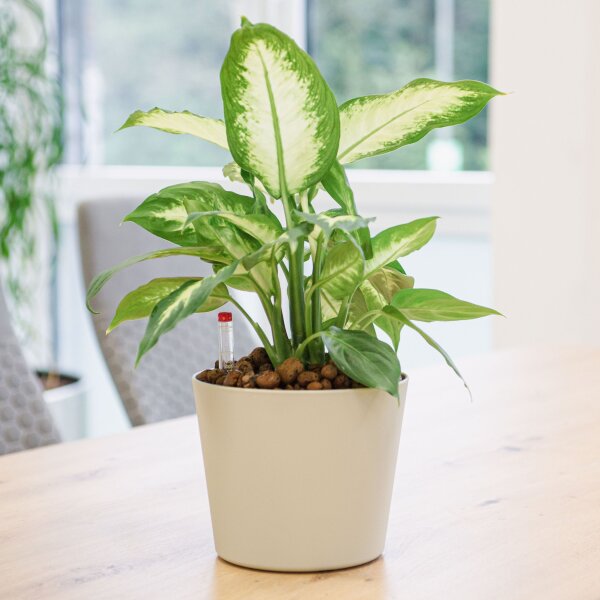 Flori Blumentopf Kunststoff rund konisch matt genarbt Pflanztopf für Outdoor Indoor