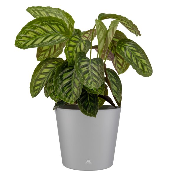 Flori Blumentopf Kunststoff rund konisch matt genarbt Pflanztopf für Outdoor Indoor