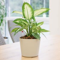 Flori Blumentopf Kunststoff rund konisch matt genarbt...