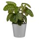 Flori Blumentopf Kunststoff rund konisch matt genarbt Pflanztopf für Outdoor Indoor
