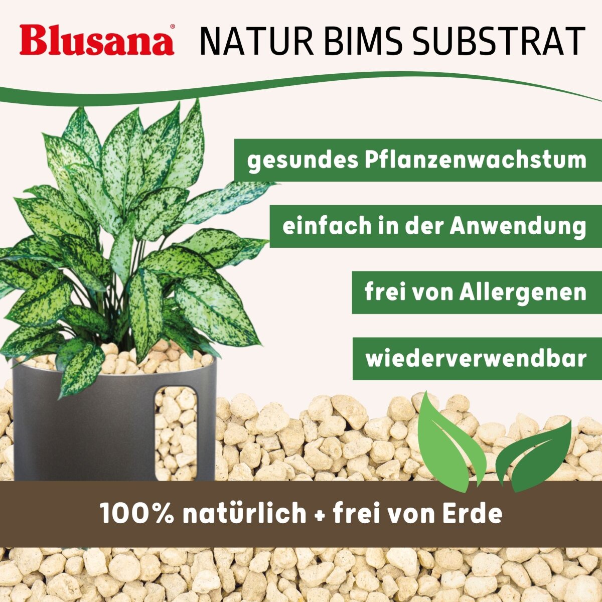 große zimmerpflanzen für wenig licht Zimmerpflanzen für wenig Licht im Set kaufen main image 1