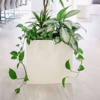 ELEGANCE cube edge QU50 Pflanzgefäß...