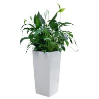 ELEGANCE alto scala QU40U30/75 Pflanzgefäß...