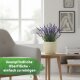 Venus Blumentopf Keramik glänzend Pflanztopf für Indoor