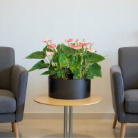 ELEGANCE tavola RD37/21 Pflanzgefäß rund |...