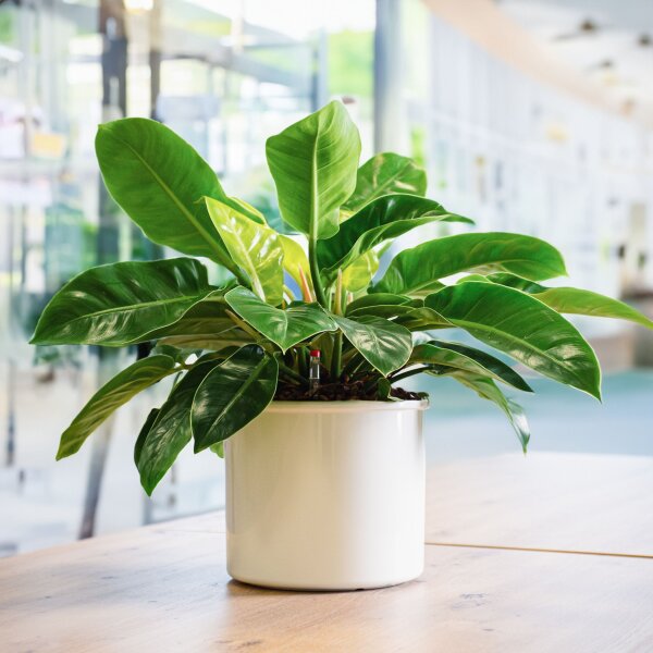 Corona Blumentopf Kunststoff rund glänzend Pflanztopf für Indoor