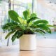 Corona Blumentopf Kunststoff rund glänzend Pflanztopf für Indoor