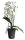 Flori Orchideentopf Kunststoff matt genarbt