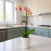 Leni FLORI orchid Orchideentopf Ø 13 cm H 15 cm...