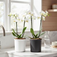 Corona Orchideentopf Kunststoff rund matt genarbt...