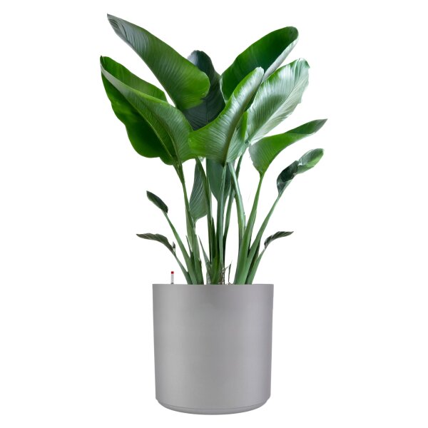 Bavaria Rondo RD36 Pflanzgefäß rund Ø 36 cm groß Silber-Grau | Pflanztopf für Hydrokultur Erde Indoor Outdoor geeignet