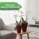 Quarta Blumentopf Keramik glänzend Weinrot glänzend 12er & 14er im Set