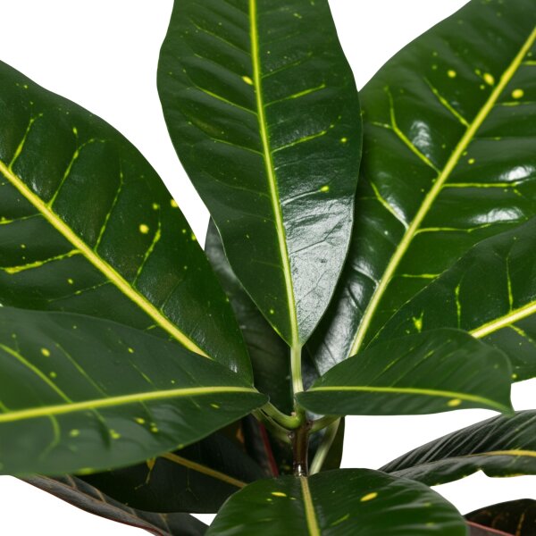 Wunderstrauch Codiaeum variegatum Petra | Hydrokultur Zimmerpflanze 30cm buntlaubig in Blähton | Grünpflanze im Kulturtopf 13/12 mit Gießanzeiger