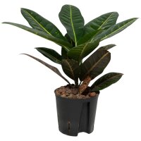 Wunderstrauch Codiaeum variegatum Petra | Hydrokultur...