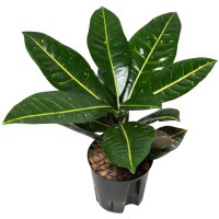 Wunderstrauch Codiaeum variegatum Petra | Hydrokultur...