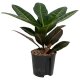 Wunderstrauch Codiaeum variegatum Petra | Hydrokultur Zimmerpflanze 30cm buntlaubig in Blähton | Grünpflanze im Kulturtopf 13/12 mit Gießanzeiger