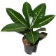 Wunderstrauch Codiaeum variegatum Petra | Hydrokultur Zimmerpflanze 30cm buntlaubig in Blähton | Grünpflanze im Kulturtopf 13/12 mit Gießanzeiger