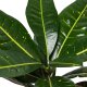Wunderstrauch Codiaeum variegatum Petra | Hydrokultur Zimmerpflanze 30cm buntlaubig in Blähton | Grünpflanze im Kulturtopf 13/12 mit Gießanzeiger