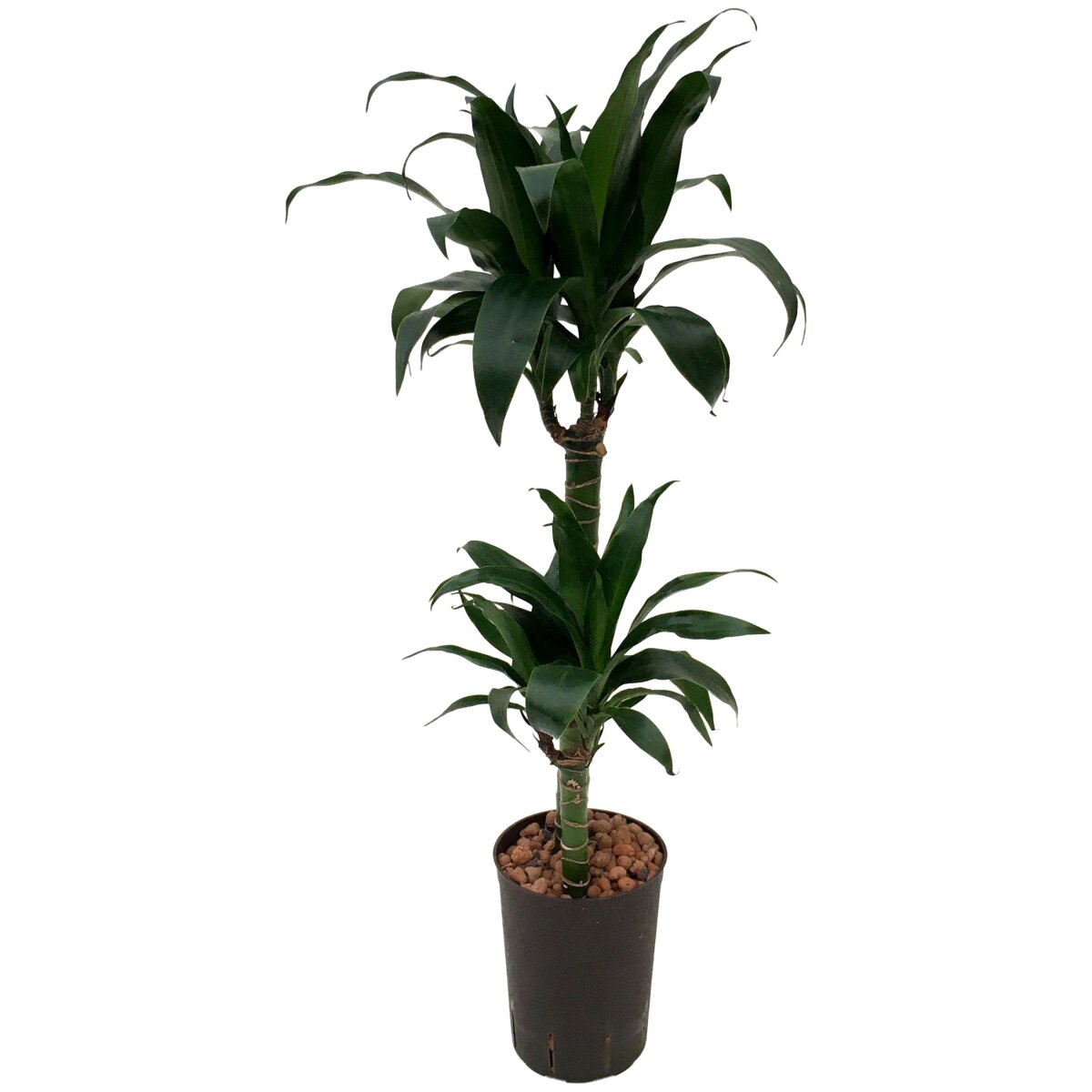 calathea gebetspflanze Gebetspflanze - Calathea Ornata Sanderiana Ø17cm