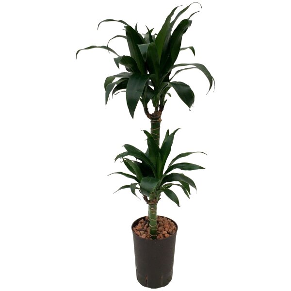 Drachenbaum Dracaena Black Beauty 2er Tuff | Hydrokultur Zimmerpflanze in Blähton | Grünpflanze 80-90cm im Kulturtopf 13/12 mit Gießanzeiger