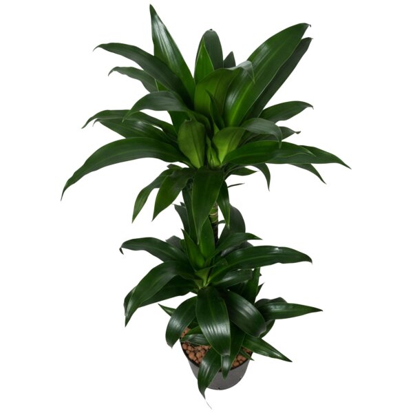 Drachenbaum Dracaena Black Beauty 2er Tuff | Hydrokultur Zimmerpflanze in Blähton | Grünpflanze 80-90cm im Kulturtopf 13/12 mit Gießanzeiger