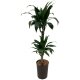 Drachenbaum Dracaena Black Beauty 2er Tuff | Hydrokultur Zimmerpflanze in Blähton | Grünpflanze 80-90cm im Kulturtopf 13/12 mit Gießanzeiger