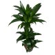 Drachenbaum Dracaena Black Beauty 2er Tuff | Hydrokultur Zimmerpflanze in Blähton | Grünpflanze 80-90cm im Kulturtopf 13/12 mit Gießanzeiger