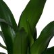 Drachenbaum Dracaena Black Beauty 2er Tuff | Hydrokultur Zimmerpflanze in Blähton | Grünpflanze 80-90cm im Kulturtopf 13/12 mit Gießanzeiger