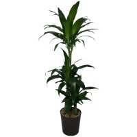 Drachenbaum Dracaena Black Beauty 3er Tuff | Hydrokultur...