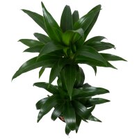 Drachenbaum Dracaena Black Beauty 3er Tuff | Hydrokultur...