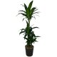 Drachenbaum Dracaena Black Beauty 3er Tuff | Hydrokultur Zimmerpflanze in Blähton | Grünpflanze 110-120cm im Kulturtopf 18/19 mit Gießanzeiger