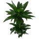 Drachenbaum Dracaena Black Beauty 3er Tuff | Hydrokultur Zimmerpflanze in Blähton | Grünpflanze 110-120cm im Kulturtopf 18/19 mit Gießanzeiger