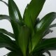 Drachenbaum Dracaena Black Beauty 3er Tuff | Hydrokultur Zimmerpflanze in Blähton | Grünpflanze 110-120cm im Kulturtopf 18/19 mit Gießanzeiger