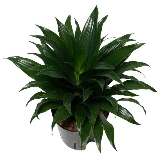 Drachenbaum Dracaena deremensis Janet Craig Compacta | Hydrokultur Zimmerpflanze in Blähton | Grünpflanze 20-30cm im Kulturtopf 13/12 mit Gießanzeiger