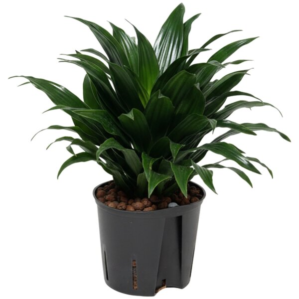 Drachenbaum Dracaena deremensis Janet Craig Compacta | Hydrokultur Zimmerpflanze in Blähton | Grünpflanze 20-30cm im Kulturtopf 13/12 mit Gießanzeiger