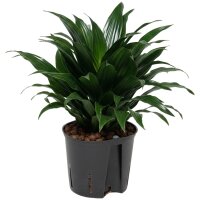 Drachenbaum Dracaena deremensis Janet Craig Compacta |...