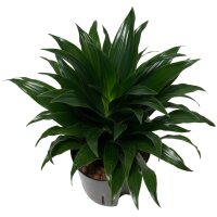 Drachenbaum Dracaena deremensis Janet Craig Compacta |...