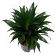 Drachenbaum Dracaena deremensis Janet Craig Compacta | Hydrokultur Zimmerpflanze in Blähton | Grünpflanze 20-30cm im Kulturtopf 13/12 mit Gießanzeiger