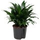 Drachenbaum Dracaena deremensis Janet Craig Compacta | Hydrokultur Zimmerpflanze in Blähton | Grünpflanze 20-30cm im Kulturtopf 13/12 mit Gießanzeiger