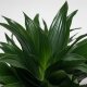 Drachenbaum Dracaena deremensis Janet Craig Compacta | Hydrokultur Zimmerpflanze in Blähton | Grünpflanze 20-30cm im Kulturtopf 13/12 mit Gießanzeiger