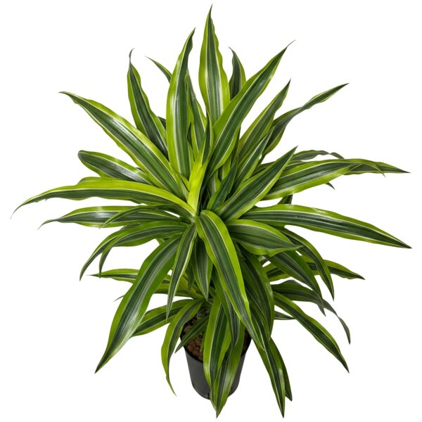 Drachenbaum Lemon Lime Dracaena deremensis 2er Tuff | Hydrokultur Zimmerpflanze in Blähton | Grünpflanze 80cm im Kulturtopf 15/19 mit Gießanzeiger