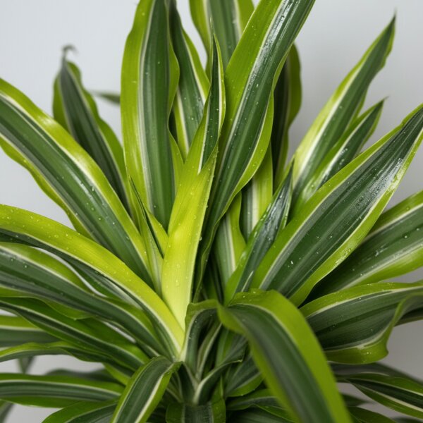 Drachenbaum Lemon Lime Dracaena deremensis 2er Tuff | Hydrokultur Zimmerpflanze in Blähton | Grünpflanze 80cm im Kulturtopf 15/19 mit Gießanzeiger