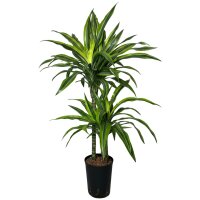 Drachenbaum Lemon Lime Dracaena deremensis 2er Tuff |...