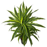 Drachenbaum Lemon Lime Dracaena deremensis 2er Tuff |...