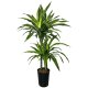 Drachenbaum Lemon Lime Dracaena deremensis 2er Tuff | Hydrokultur Zimmerpflanze in Blähton | Grünpflanze 80cm im Kulturtopf 15/19 mit Gießanzeiger