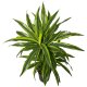 Drachenbaum Lemon Lime Dracaena deremensis 2er Tuff | Hydrokultur Zimmerpflanze in Blähton | Grünpflanze 80cm im Kulturtopf 15/19 mit Gießanzeiger