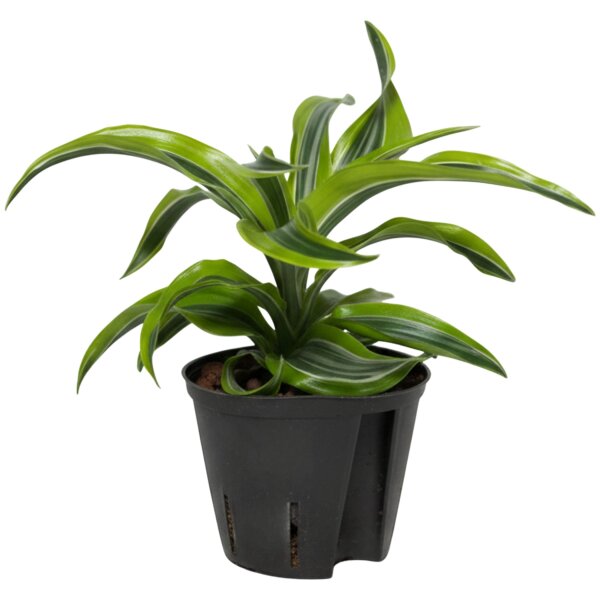 Drachenbaum Dracaena deremensis Lemon Surprise | Hydrokultur Zimmerpflanze in Blähton| Grünpflanze 30cm im Kulturtopf 13/12 mit Gießanzeiger