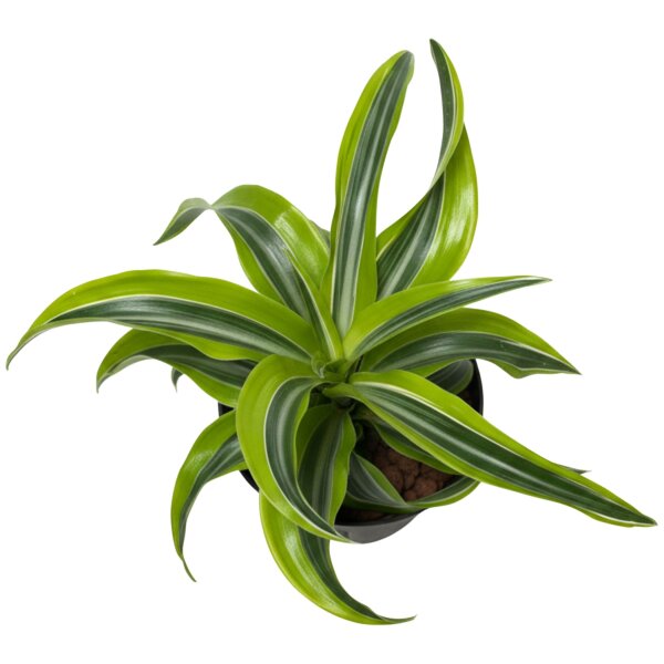 Drachenbaum Dracaena deremensis Lemon Surprise | Hydrokultur Zimmerpflanze in Blähton| Grünpflanze 30cm im Kulturtopf 13/12 mit Gießanzeiger