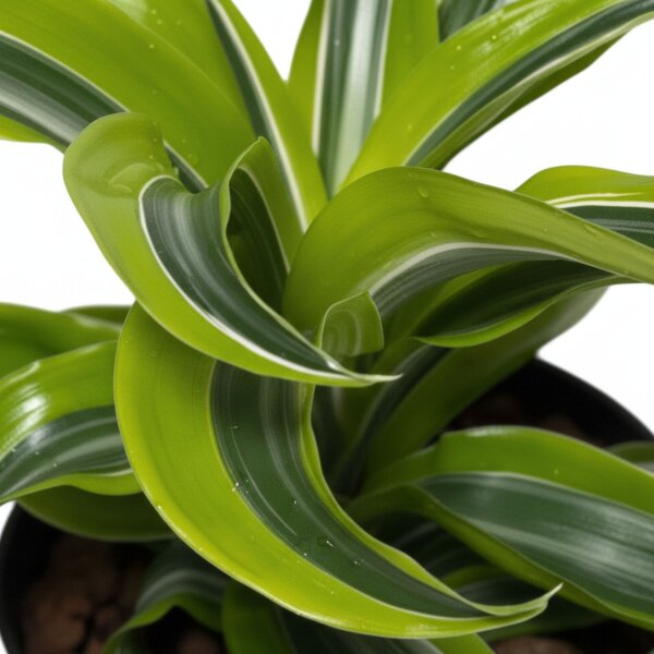 Drachenbaum Dracaena deremensis Lemon Surprise | Hydrokultur Zimmerpflanze in Blähton| Grünpflanze 30cm im Kulturtopf 13/12 mit Gießanzeiger